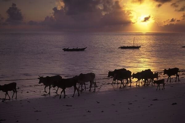Cattle on Beach at Sunrise Jambiani, Zanzibar, Tanzania