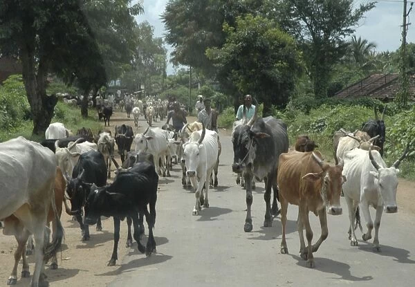 Cattle (Brahmin, zebu) - walking from Indian village to drink