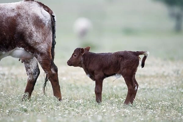 Cattle - bull calf for beef breeding, Alentejo. Portugal
