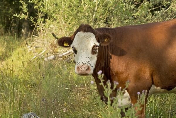 Cattle Bullock covered with flies grazing Powerstock