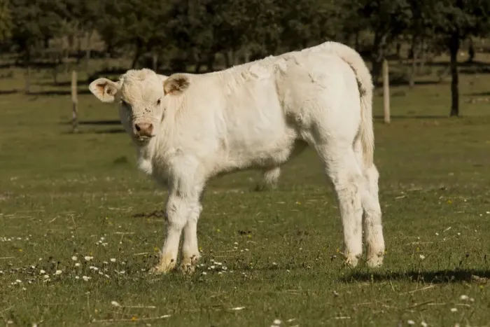 Framed Print : Cattle - Charolais calf Framed Print : Cattle - Charolais calf