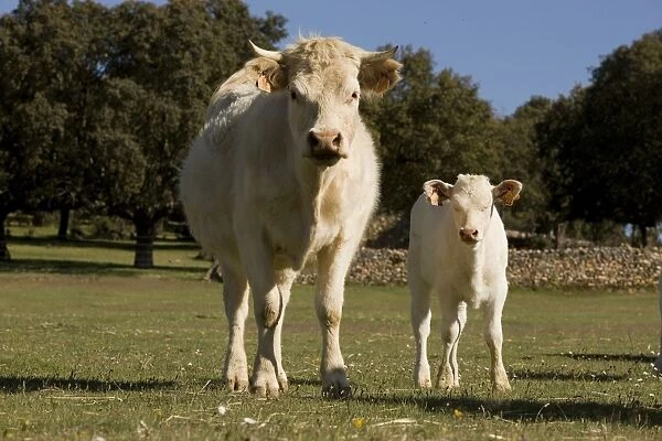 Cattle - Charolais - with calf
