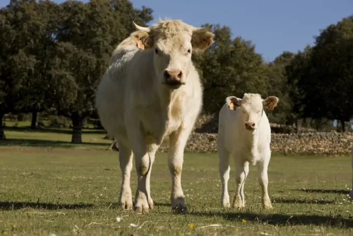Framed Print : Cattle - Charolais - with calf Framed Print : Cattle - Charolais - with calf