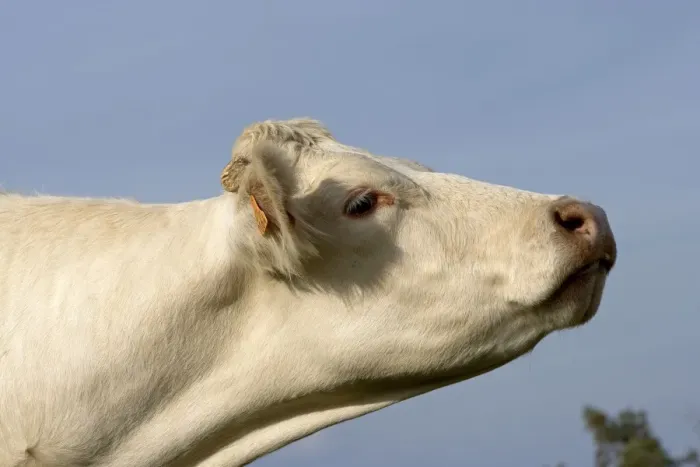 Framed Print : Cattle - Charolais Cow Framed Print : Cattle - Charolais Cow