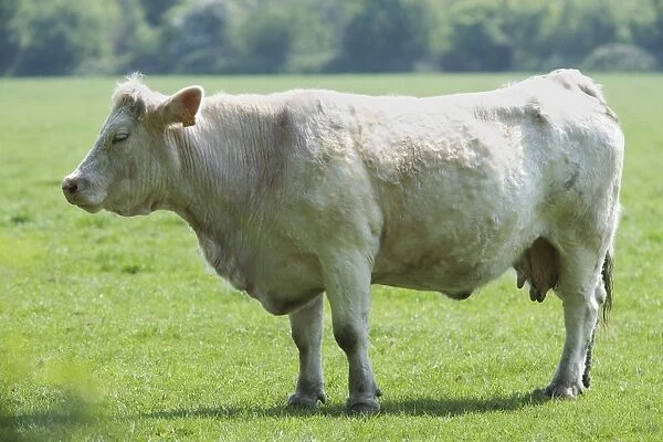 Cattle - Charolais Cow in field