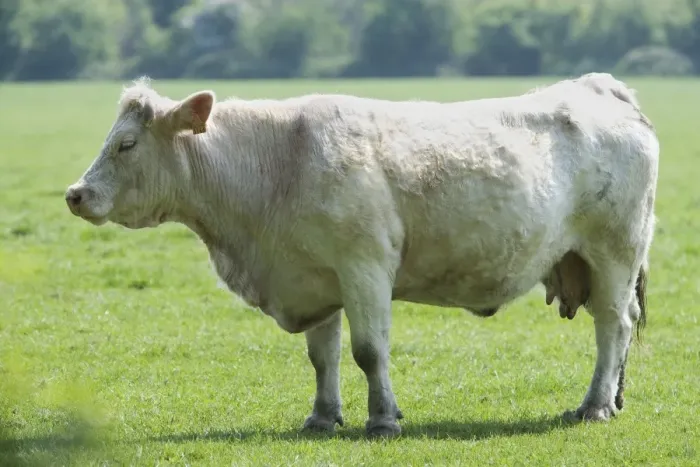 Framed Print : Cattle - Charolais Cow in field Framed Print : Cattle - Charolais Cow in field