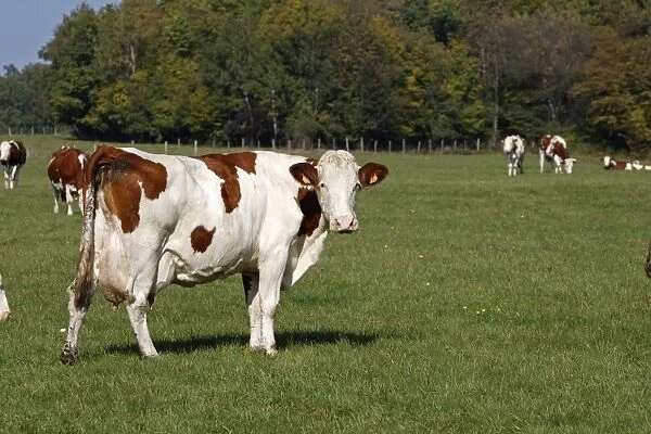 Cattle - cows in field