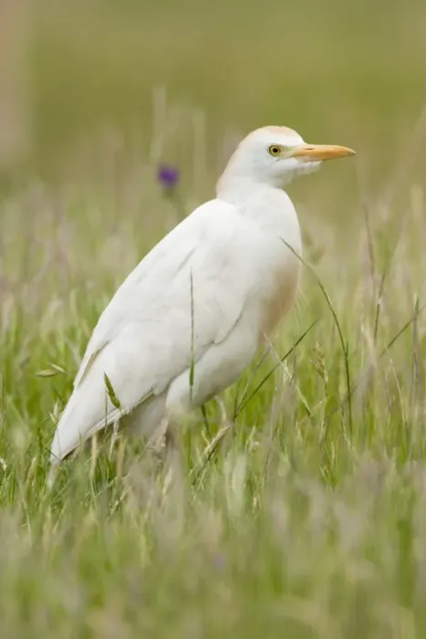 Framed Print : Cattle Egret Framed Print : Cattle Egret
