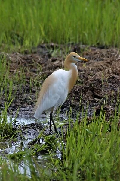 Cattle Egret with adult breeding plumes
