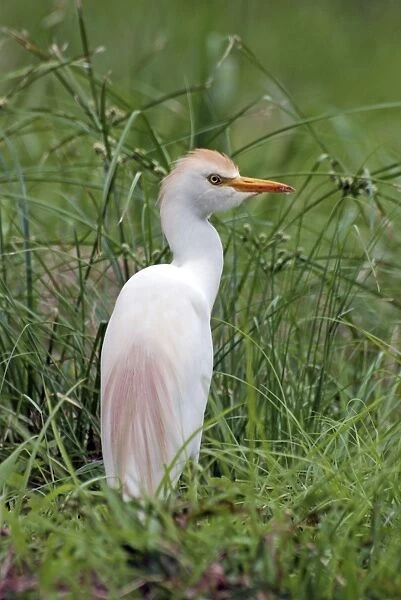 Cattle Egret - adult with full breeding plumes