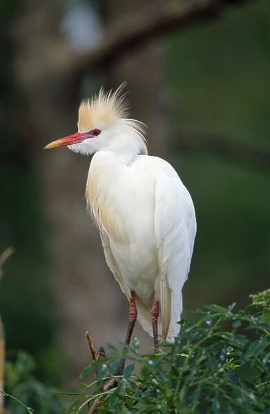 Cattle Egret - in breeding plumage