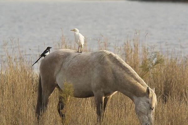 Cattle Egret (Bubulcus ibis) and Magpie (Pica pica) on Camargue horse, Camargue, France
