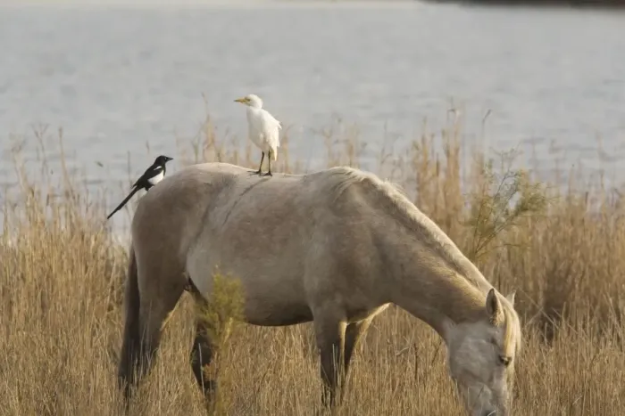 Framed Print : Cattle Egret (Bubulcus ibis) and Magpie (Pica pica) on Camargue horse, Camargue, France Framed Print : Cattle Egret (Bubulcus ibis) and Magpie (Pica pica) on Camargue horse, Camargue, France