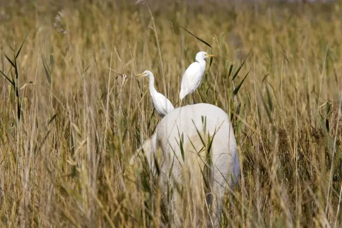 Framed Print : Cattle Egret - on Camargue horse Saintes Maries de la mer, France Framed Print : Cattle Egret - on Camargue horse Saintes Maries de la mer, France