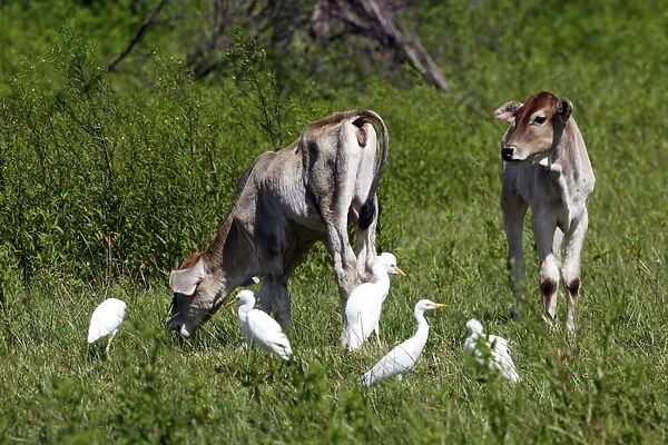 Cattle Egret - with cattle. Venezuela