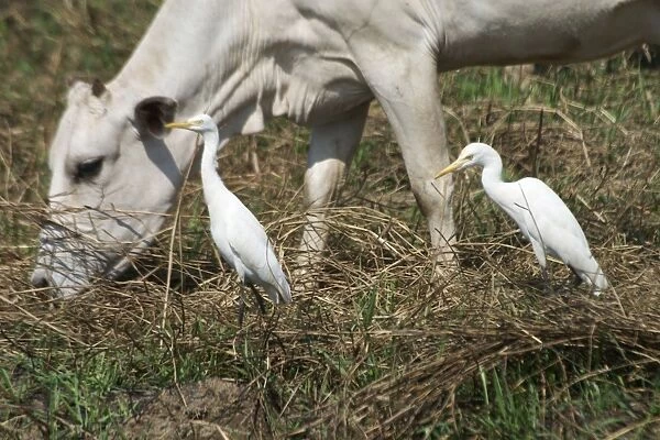 Cattle Egret and cow - Often associated with cattle but also found in paddyfields, damp grassland and inland waters. Photographed in Goa, India, Asia