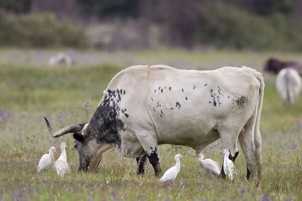 Cattle Egret - Feeding among cattle in a meadow - Andalucia - Spain