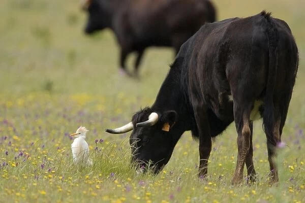 Cattle Egret - Feeding among cattle in a wildflower meadow - Extramadura - Spain