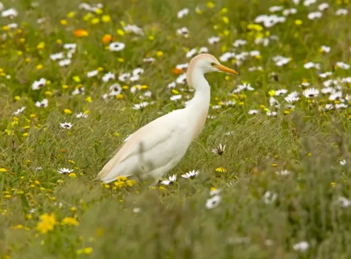 Framed Print : Cattle Egret - feeding in flowery pasture, Postberg, West Coast National Park; South Africa Framed Print : Cattle Egret - feeding in flowery pasture, Postberg, West Coast National Park; South Africa