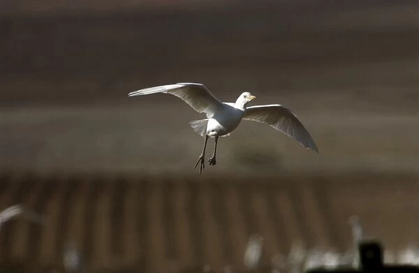 Cattle Egret - in flight, November Andalucia, Spain