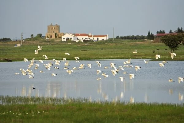 Cattle Egret - flock flying over ranch lake, Alentejo, Portugal