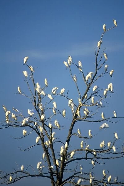 Cattle Egret - flock Spain