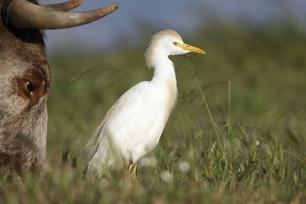 Cattle Egret - foraging for insects beside cow, Herdade de Sao Marcos Great Bustard Reseve and NP, beside township Castro Verde, Alentejo, Portugal