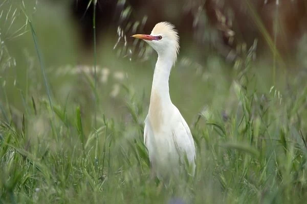 Cattle Egret - on meadow, with erected crest, Alentejo, Portugal