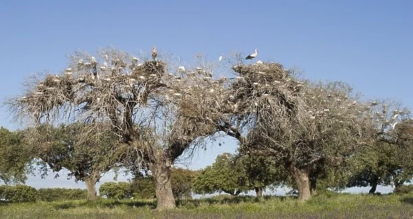 Cattle Egret - Nesting colony in old cork oak trees with white storks - Extremadura - Spain (Manipultaed Image - Stitch of 2 images)
