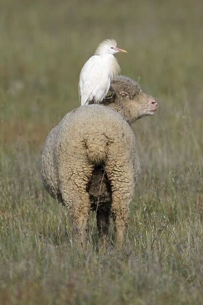 Cattle Egret - perched on back of Merino sheep, Herdade de Sao Marcos Great Bustard Reseve and NP, beside township Castro Verde, Alentejo, Portugal