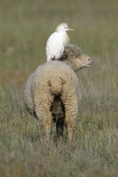Framed Print : Cattle Egret - perched on back of Merino sheep, Herdade de Sao Marcos Great Bustard Reseve and NP, beside township Castro Verde, Alentejo, Portugal Framed Print : Cattle Egret - perched on back of Merino sheep, Herdade de Sao Marcos Great Bustard Reseve and NP, beside township Castro Verde, Alentejo, Portugal
