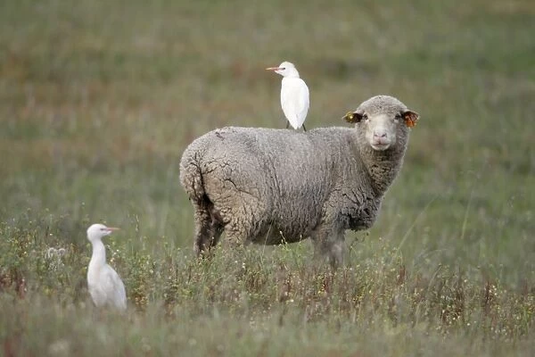 Cattle Egret - perched on back of Merino sheep, Herdade de Sao Marcos Great Bustard Reseve and NP, beside township Castro Verde, Alentejo, Portugal