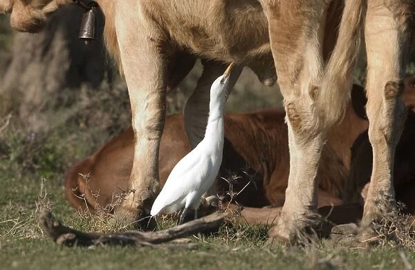 Cattle Egret - picking insects from cattle, November Andalucia, Spain