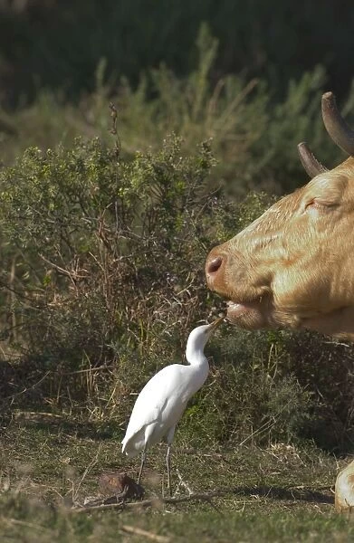 Cattle Egret - picking insects from cattle, November Andalucia, Spain