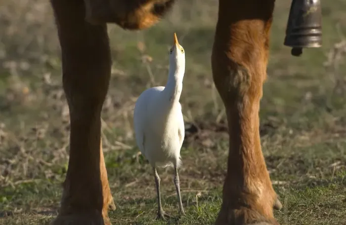 Framed Print : Cattle Egret - picking insects from cattle, November Andalucia, Spain Framed Print : Cattle Egret - picking insects from cattle, November Andalucia, Spain
