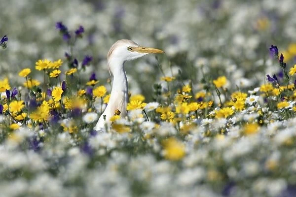 Cattle Egret - searching for food in flowering meadow, Alentejo, Portugal