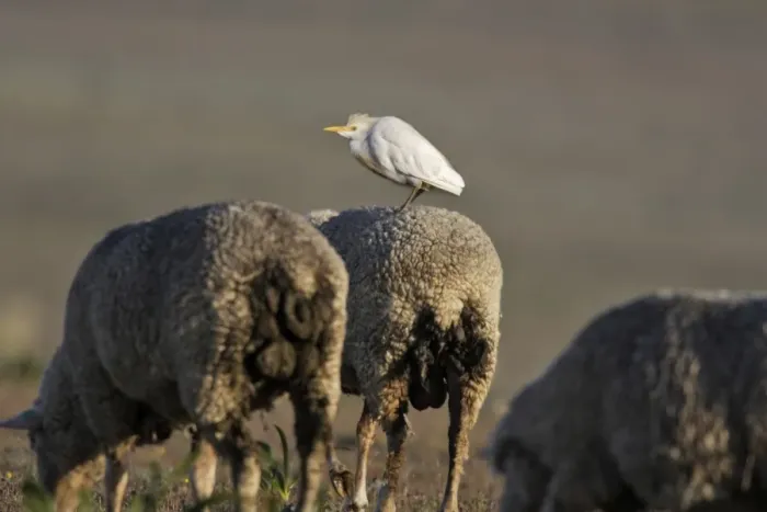 Framed Print : Cattle Egret on sheep Framed Print : Cattle Egret on sheep