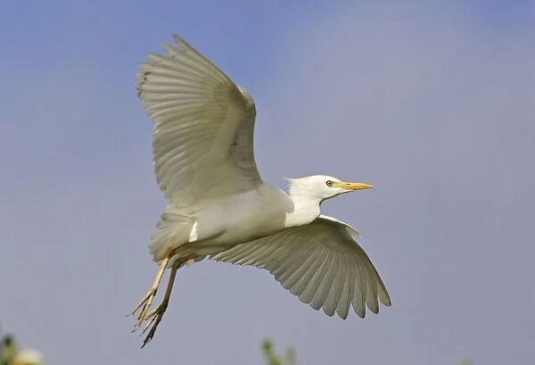 Cattle Egret. Venezuela