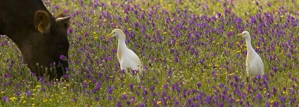 Cattle Egrets (Bubulcus ibis) feeding in a flowery field (mainly Purple Bugloss) with cattle; Coto Donana, Andalucia, Spain