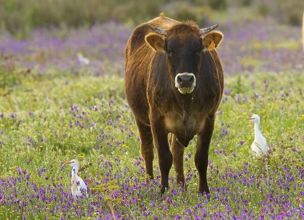 Cattle Egrets (Bubulcus ibis) feeding in a flowery field (mainly Purple Bugloss) with cattle; Coto Donana, Andalucia, Spain
