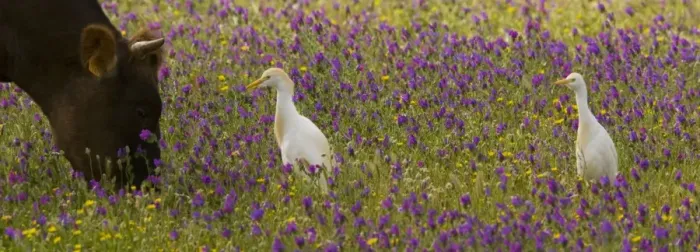 Framed Print : Cattle Egrets (Bubulcus ibis) feeding in a flowery field (mainly Purple Bugloss) with cattle; Coto Donana, Andalucia, Spain Framed Print : Cattle Egrets (Bubulcus ibis) feeding in a flowery field (mainly Purple Bugloss) with cattle; Coto Donana, Andalucia, Spain