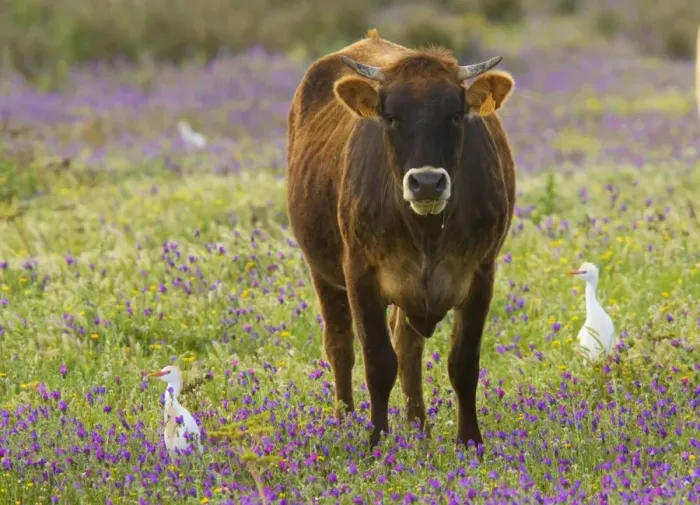 Framed Print : Cattle Egrets (Bubulcus ibis) feeding in a flowery field (mainly Purple Bugloss) with cattle; Coto Donana, Andalucia, Spain Framed Print : Cattle Egrets (Bubulcus ibis) feeding in a flowery field (mainly Purple Bugloss) with cattle; Coto Donana, Andalucia, Spain