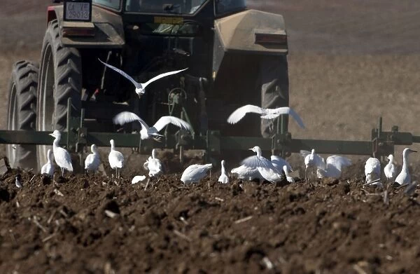 Cattle Egrets - following tractor, November Andalucia, Spain
