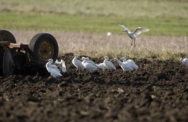 Cattle Egrets - following tractor, November Andalucia, Spain