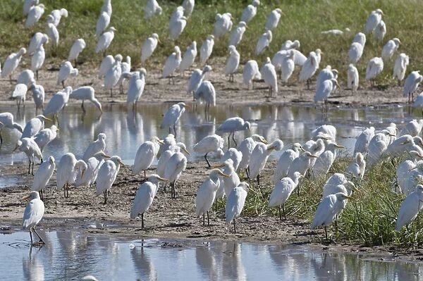 Cattle Egrets - Large group round edge of wetlands - Okavango Delta - Botswana