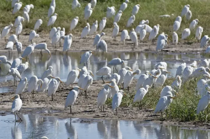 Framed Print : Cattle Egrets - Large group round edge of wetlands - Okavango Delta - Botswana Framed Print : Cattle Egrets - Large group round edge of wetlands - Okavango Delta - Botswana