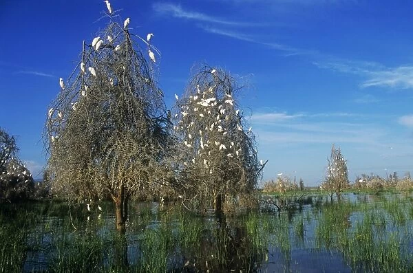 Cattle Egrets - nesting in drowned Acacia Trees - Lake Manyara - Tanzania