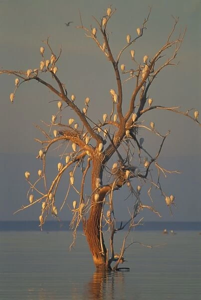 Cattle Egrets - Nesting in tree above lake - Salton Sea, California, USA