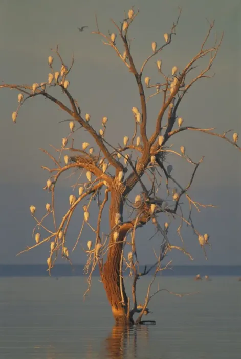 Framed Print : Cattle Egrets - Nesting in tree above lake - Salton Sea, California, USA Framed Print : Cattle Egrets - Nesting in tree above lake - Salton Sea, California, USA