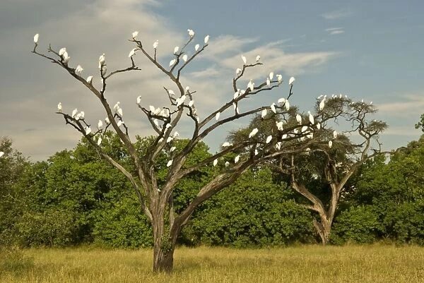 Cattle Egrets - In tree - Okavango Delta - Botswana